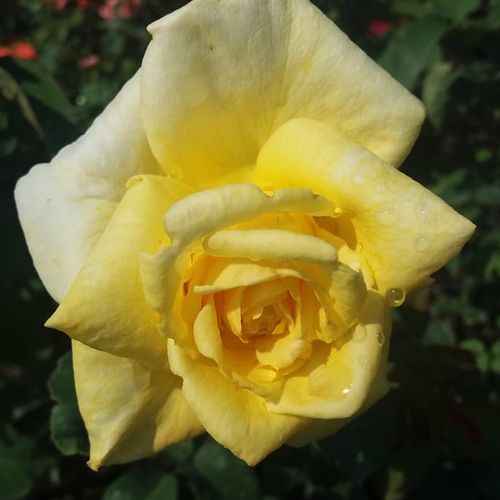 Rosen Online Gärtnerei - park und strauchrosen - gelb - Rosa Apache - stark duftend - Gordon J. Von Abrams - Ihre formschönen, spitzen Blüten sind groß, cremegelb mit rosanen Flecken.
